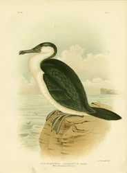 Cormoran à poitrine blanche, 1891